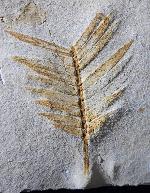 Zamites feneonis BRONGNIART - Bild © FossNet FossilienStore